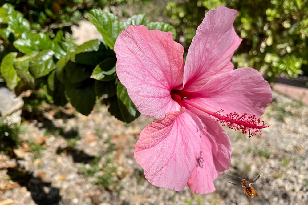 Mallorca Blume